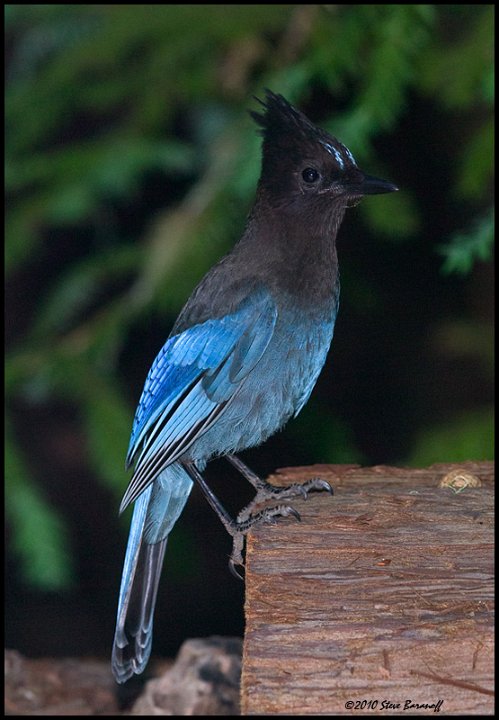 _0SB6196 stellers jay.jpg